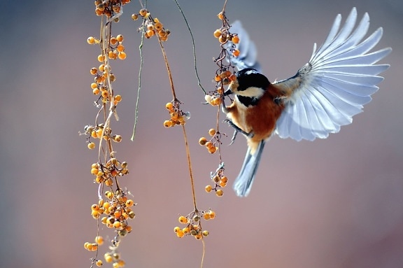 bird flying, macro, nature, animal
