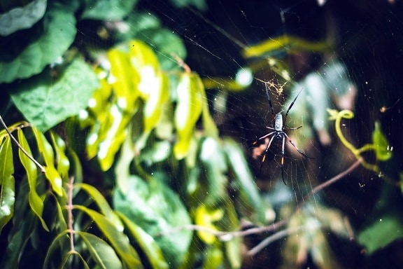 cobweb, feuilles, araignée, toile d'araignée