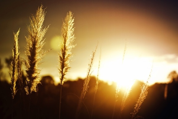 été, le soleil, le coucher du soleil, blé, herbe