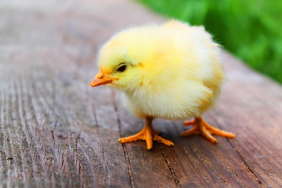 nyfiken fågel, gul chick