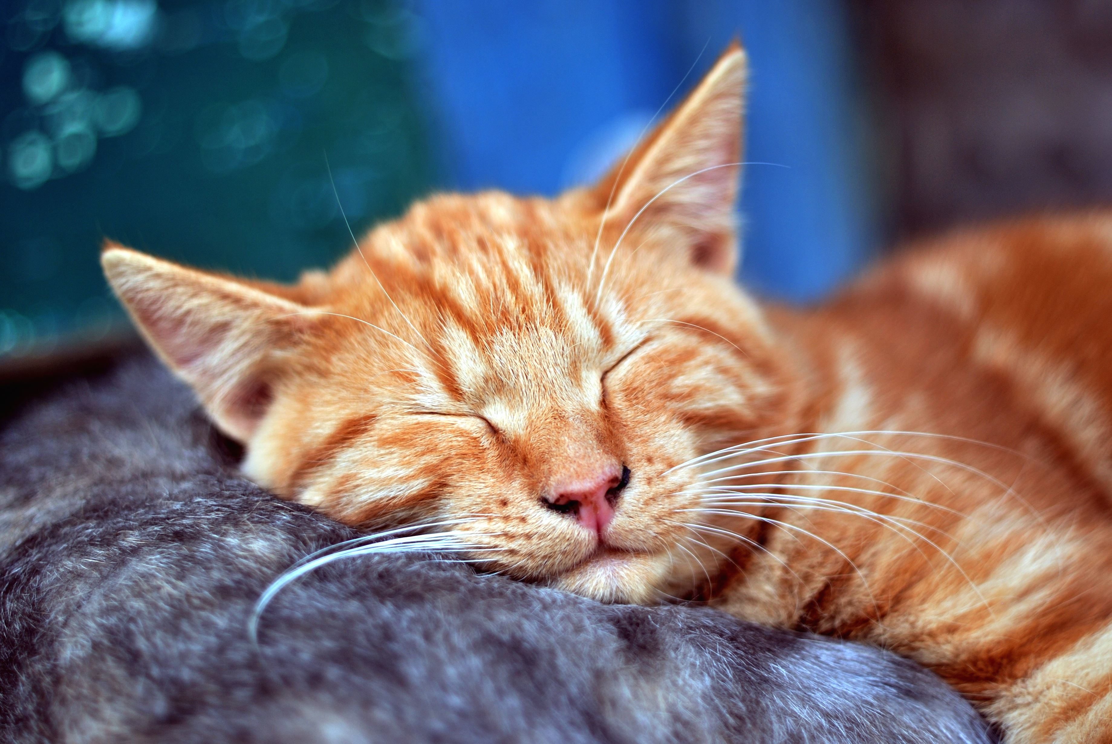 免费照片 猫 睡眠 小猫 动物 宠物 肖像