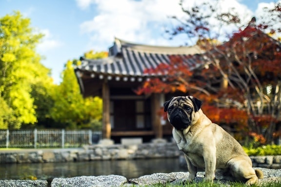 asiático arquitectura, otoño, perro, jardín, viaje, árboles