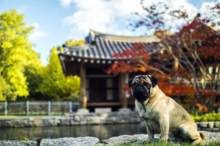 Aziatische architectuur, herfst, hond, Tuin, reizen, bomen
