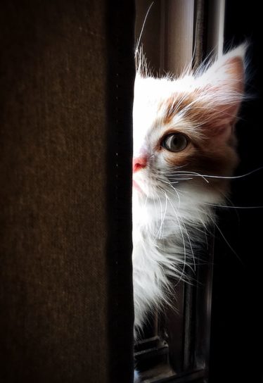 pisica drăguţ pisică domestică, ochi de pisica, feline, blana, kitty caută, mamifer, animal de companie