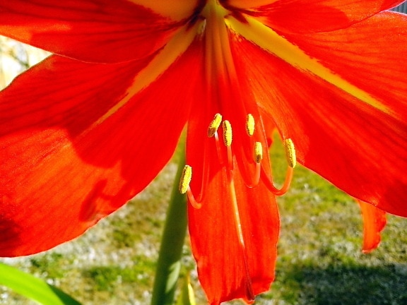 pétales de fleurs d'amaryllis, pilon de nectar