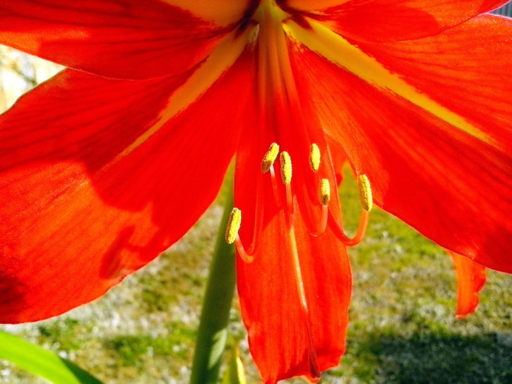 Amaryllis Blütenblätter, Nektar Stößel
