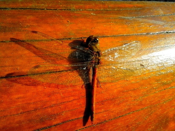 Dragonfly hmyzu, makro, křídla