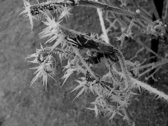 frosne trær, frost, is