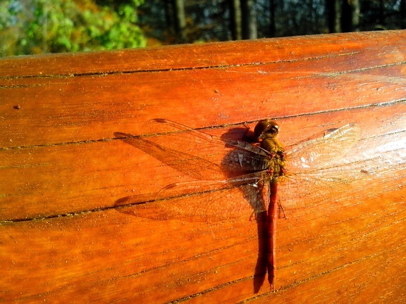 insekt, dragonfly