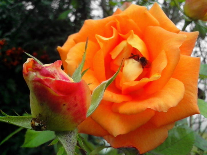 Orange rosor, knopp blomma, insekt, pollinering, pollen