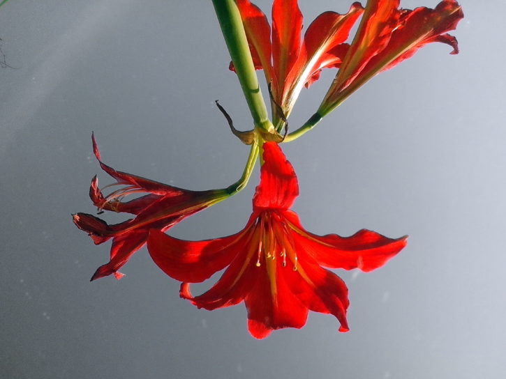 rosso Amaryllis fiore, fiore che sboccia