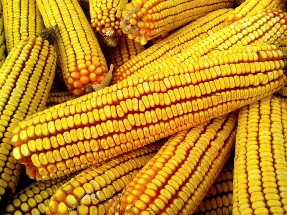 sárga kukorica, növény, termés