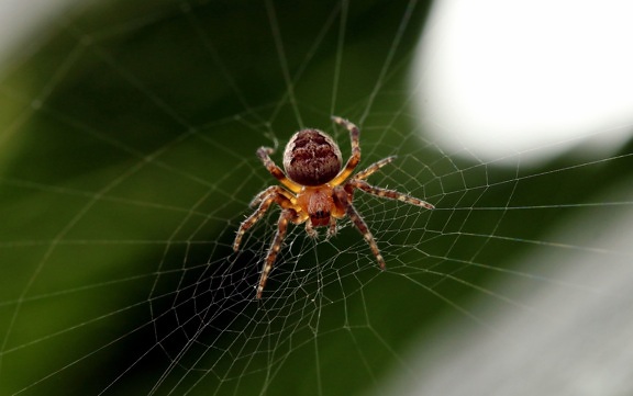 Spider, edderkoppspinn, tarantulla, trap, web, giftige insekt, makro
