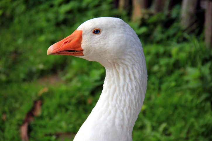 goose, plumage, animal photography, bird