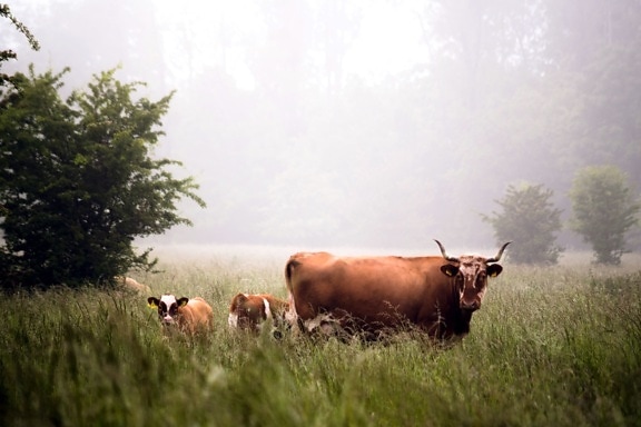 牛, 动物, 牛, 田野, 草地, 草原, 牲畜, 动物, 农村