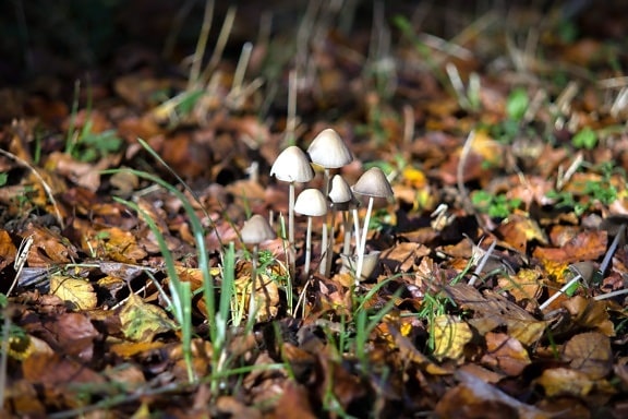mushrooms, forest, autumn, fungus, grass, ground