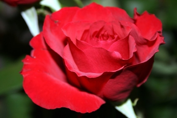 röd ros, kronblad, blomma, flora