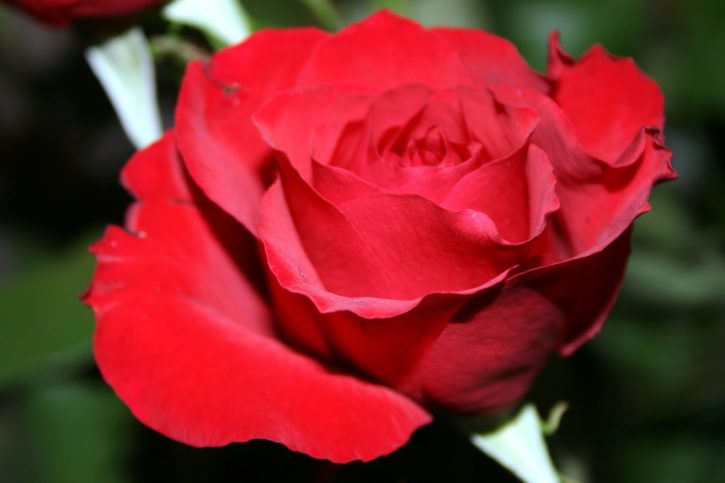 венчелистчета, червена роза, флора, цвете