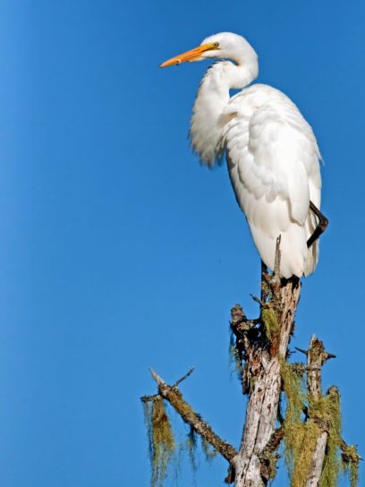white egret bird, nature, sky, wildlife, animal, bird