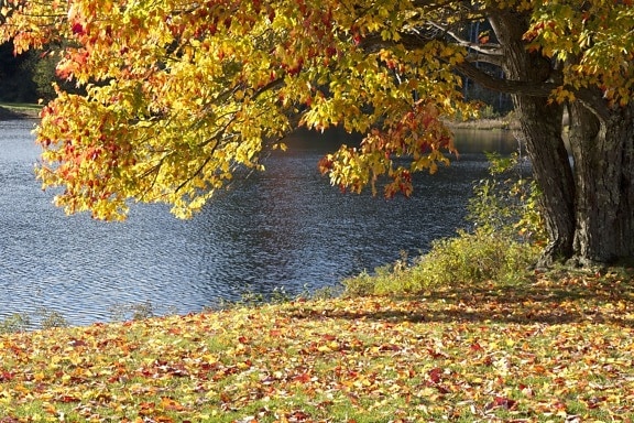 stagione autunnale, lago, alberi, acqua, caduta, fogliame, foglie, autunno