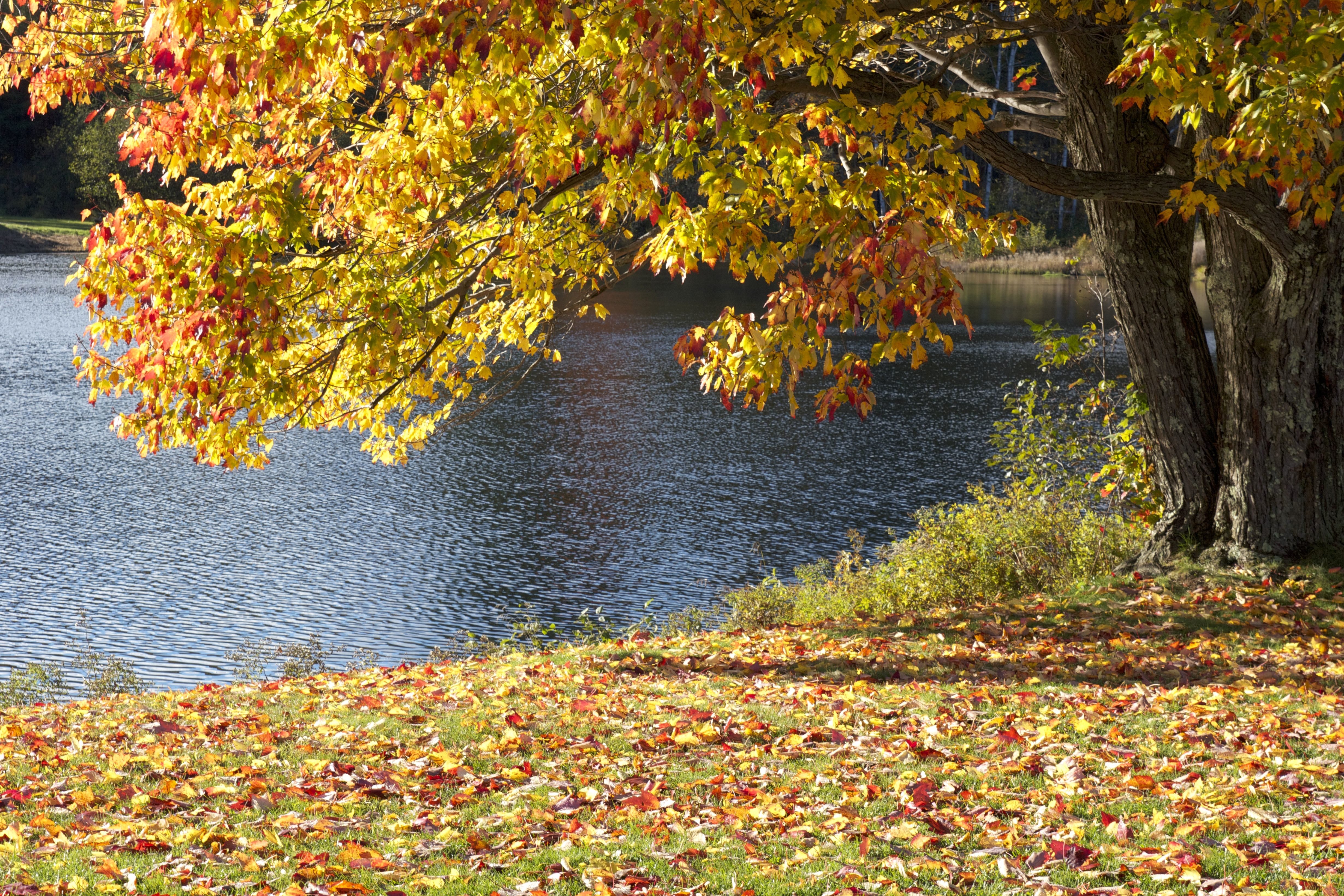 Осенний пейзаж с кленом