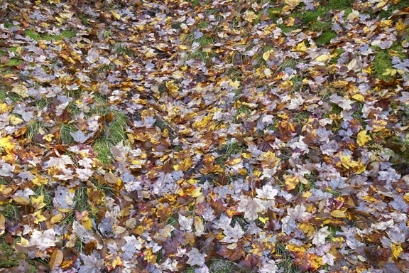 叶子, 地面, 森林叶子, 绿色草, 叶子, 秋天, 秋天, 叶子