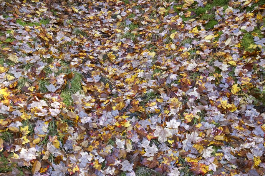 leaves, ground, forest leaves, green grass, foliage, fall, autumn, leaves