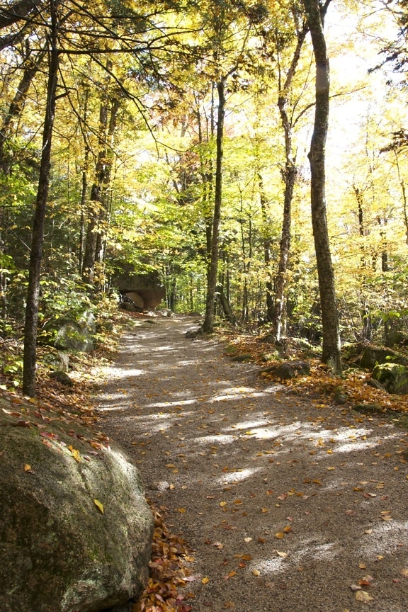forest trail, forest path, leaves, hiking, foliage, fall, trees