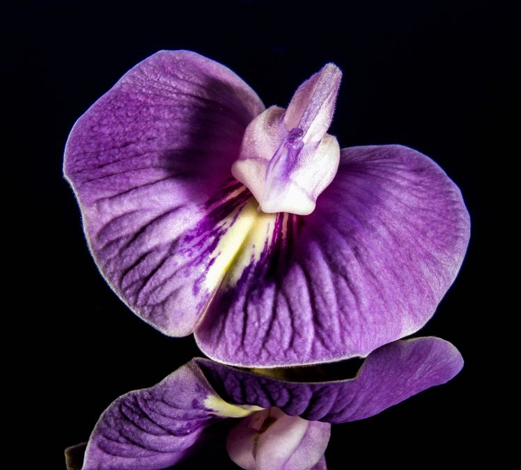 orchidée, fleur, fleur pourpre, violet, fleur, fleur