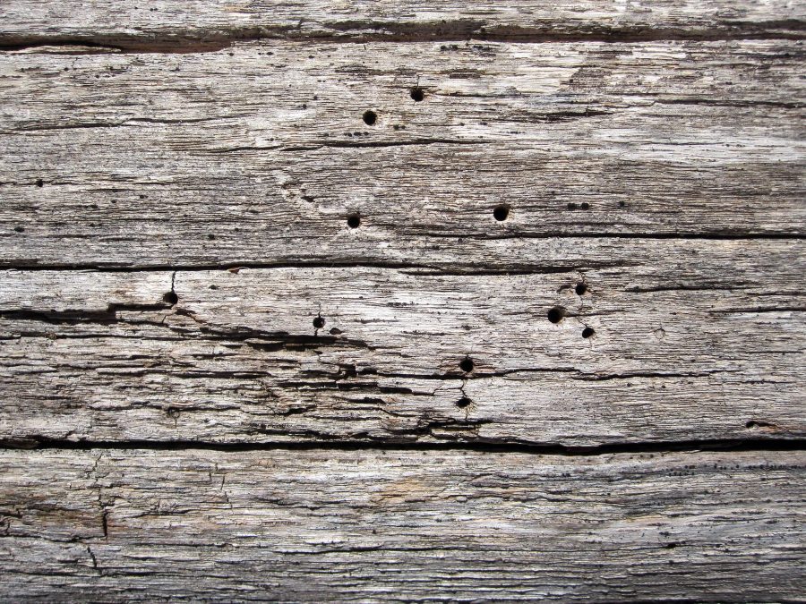 madera vieja, viejos, madera, textura, árboles