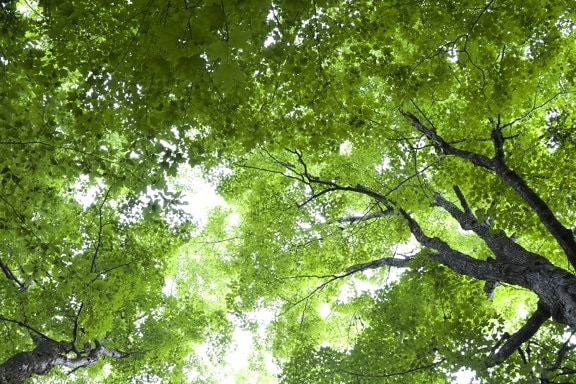 foglie verdi, verde scuro, foresta, cielo, alberi, foglie