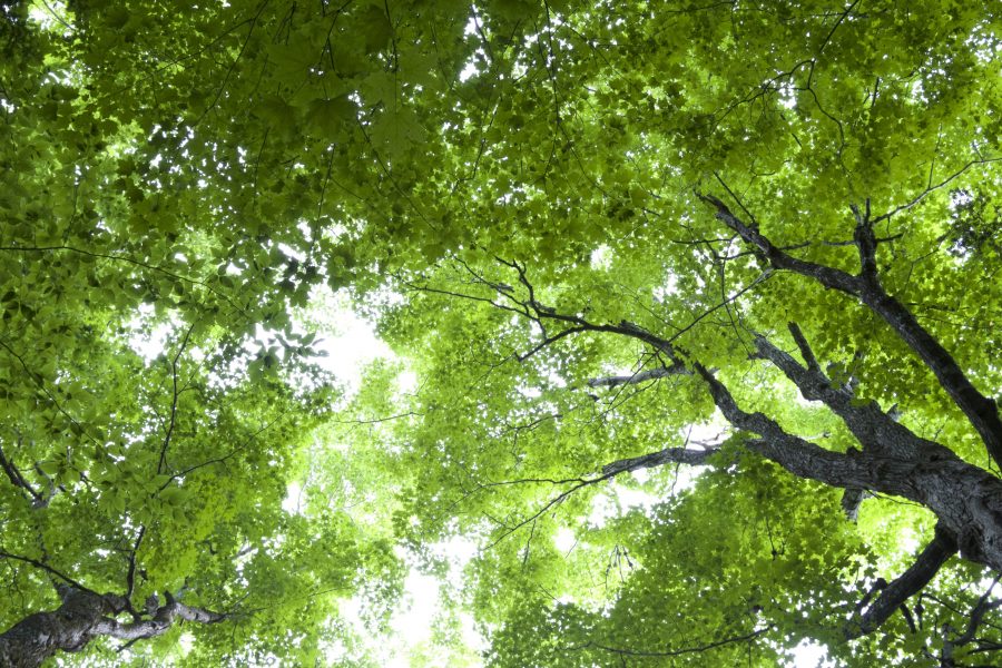Листья зелёные, темно-зеленый, лес, небо, деревья, листья