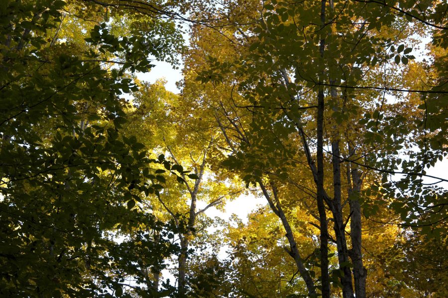 yellovish leaves, summer time, trees, leaves