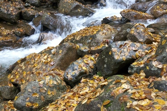 small river, creek water, leaves, foliage, fall, water, stream, rocks