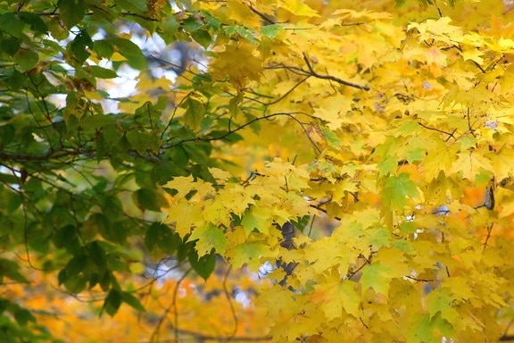 foglie, foglie giallastre, foglie verdi, foglie, piante, flora, la natura, autunno, cadere, fogliame, alberi, foglie