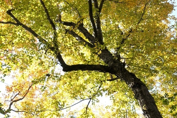 pod drzewa, w sezonie letnim, zielonych liści Żółta liści drzew, liści, lato