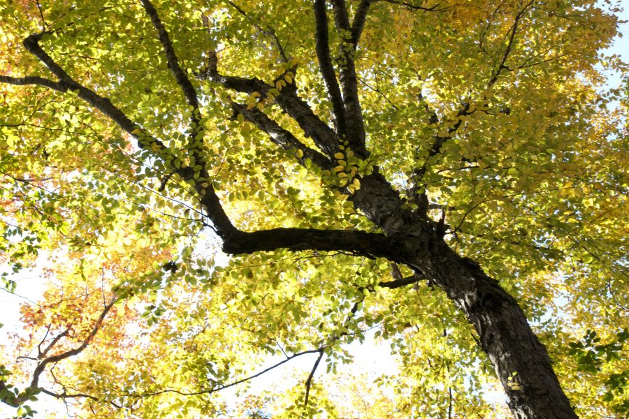 onder de boom, zomerseizoen, groene bladeren bladeren gele, bomen, bladeren, zomer