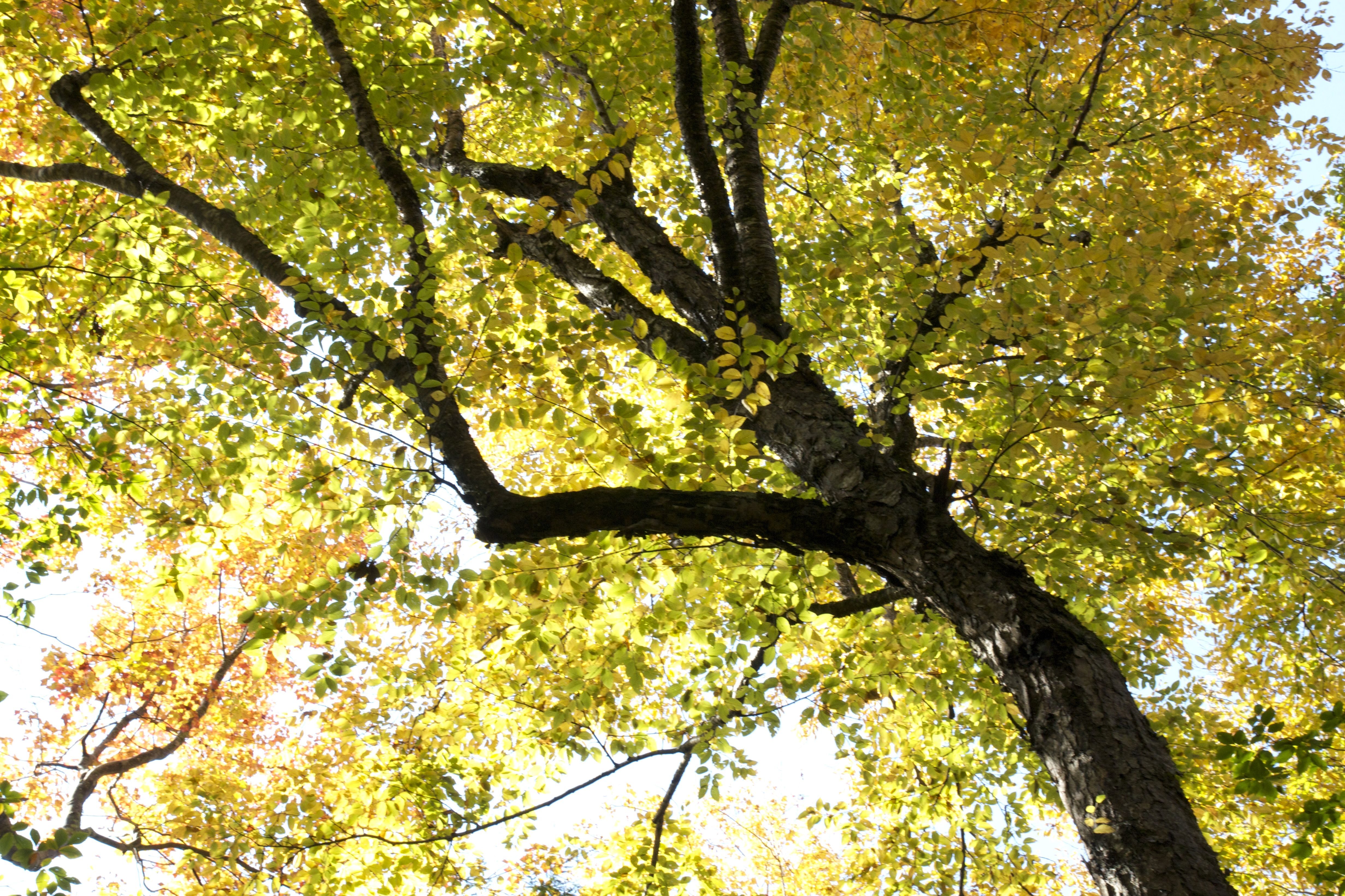 Imagen gratis: bajo el árbol, la temporada de verano, las hojas verdes,  hojas amarillas, árboles, hojas, verano