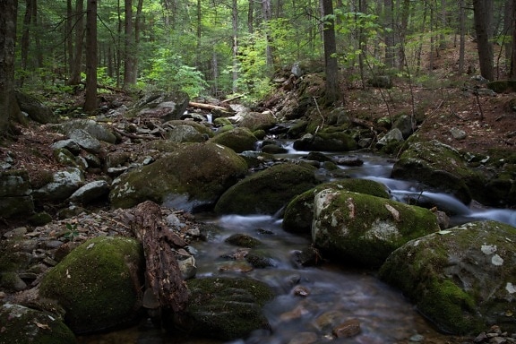 forest river, creek, nature, landscape, stream, water, woods, rock, trees