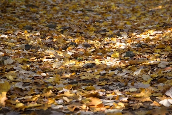 Blätter im Herbst, Laub, Straße, weg, natur, fall, herbst, laub, blätter