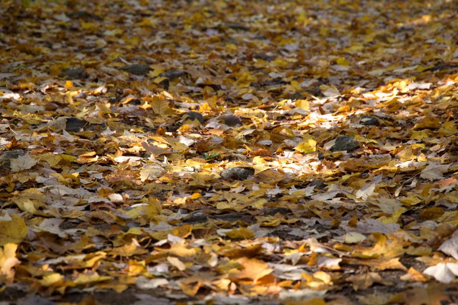 podzimní listy, olistění, silniční, cesta, příroda, podzim, podzim, listoví, listy