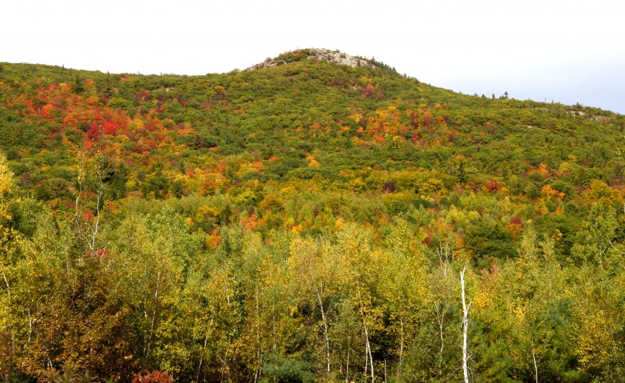 Hills, listí, podzim, podzim, listí, hory, stromy
