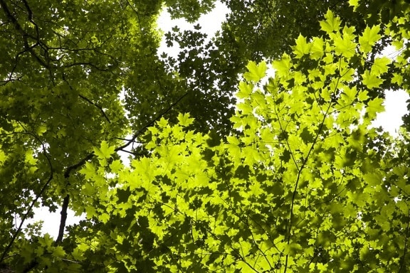 foliage, green leaves, under trees, forest, woods, sunshine, trees, leaves
