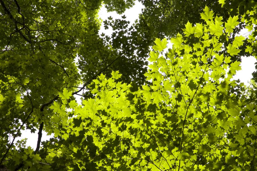листа, зелени листа, под дървета, гори, гори, слънчева светлина, дървета, листа