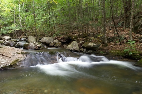 Forest Creek, fiume, acqua, rocce, alberi