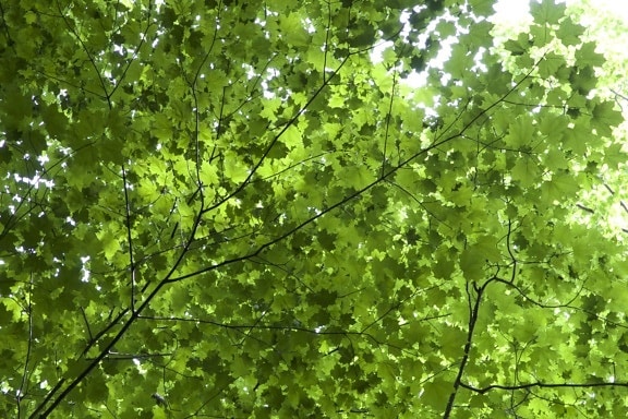 Textura de las hojas, hojas verdes, bajo el árbol, hojas