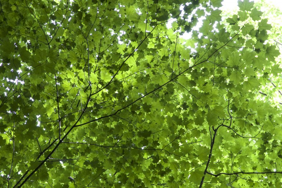 textura de folhas, folhas verdes, debaixo da árvore, folhas