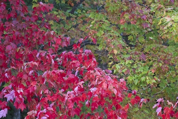 feuilles rouges pourpres, chute, feuillage, feuilles, arbres