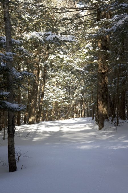 snow tracks, forest, snow, winter, trees, path, tracks