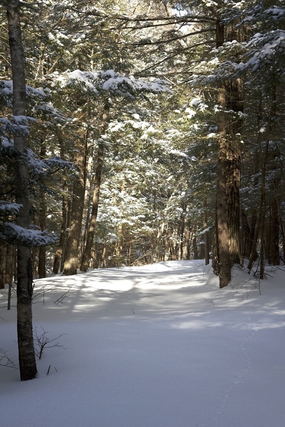 snehu stopy, lesy, sneh, zima, stromy, cesta, stopy